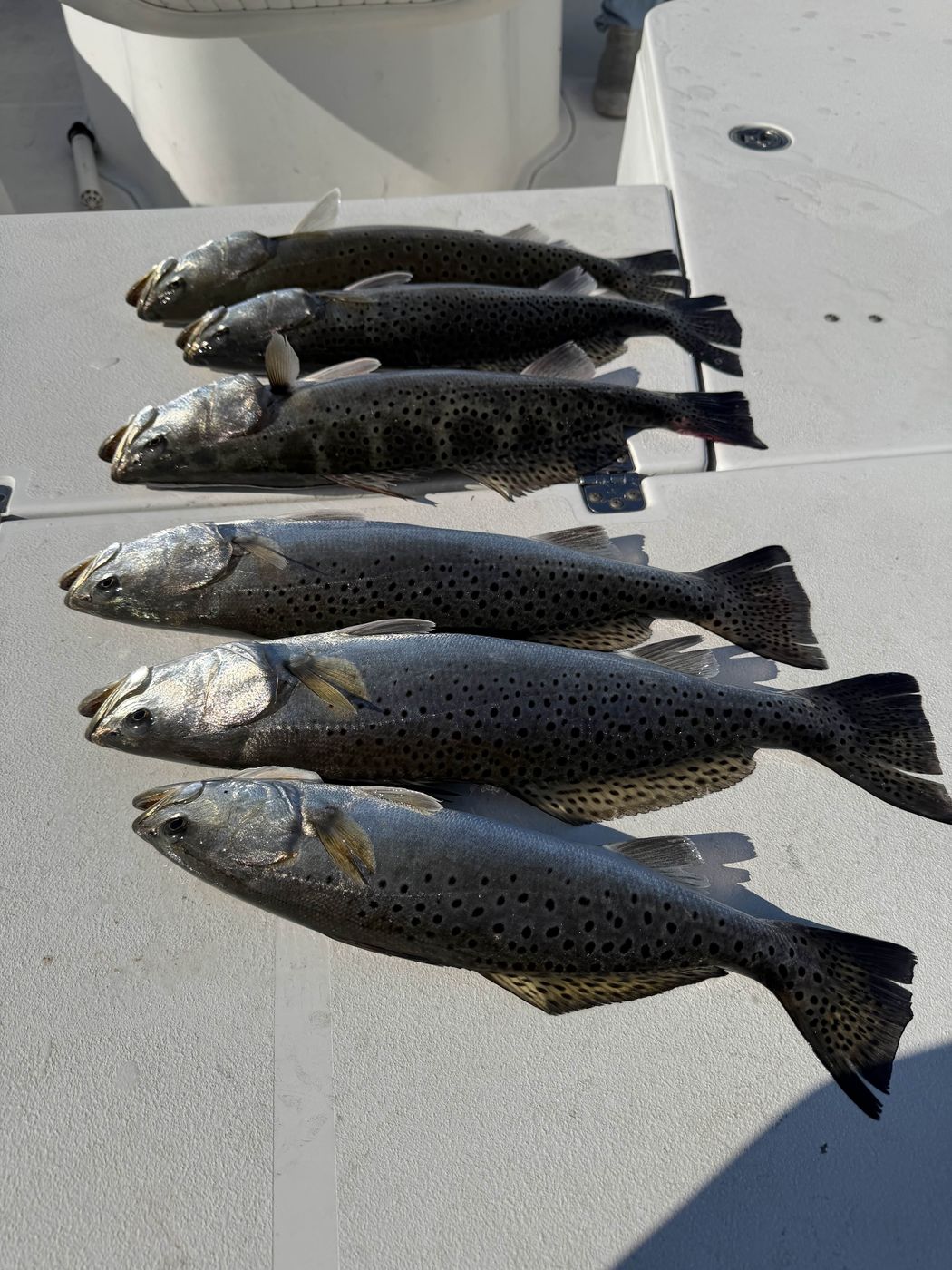 Inshore fishing on Eastern North Carolina waters
