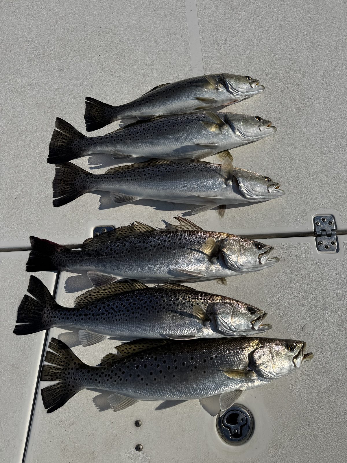 Happy anglers with their inshore haul