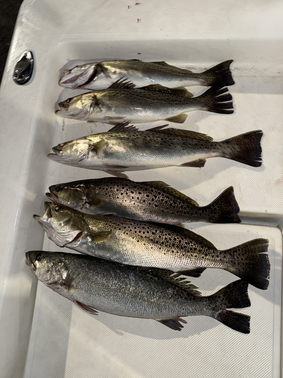 Light-tackle trout from the Pamlico Sound