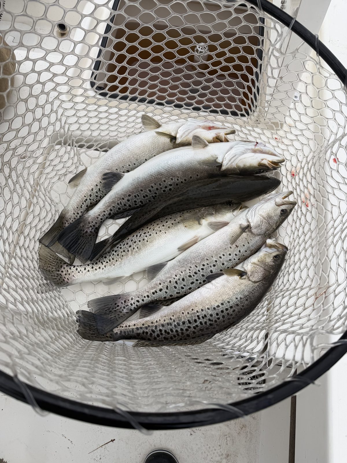 Inshore fishing action in Eastern NC