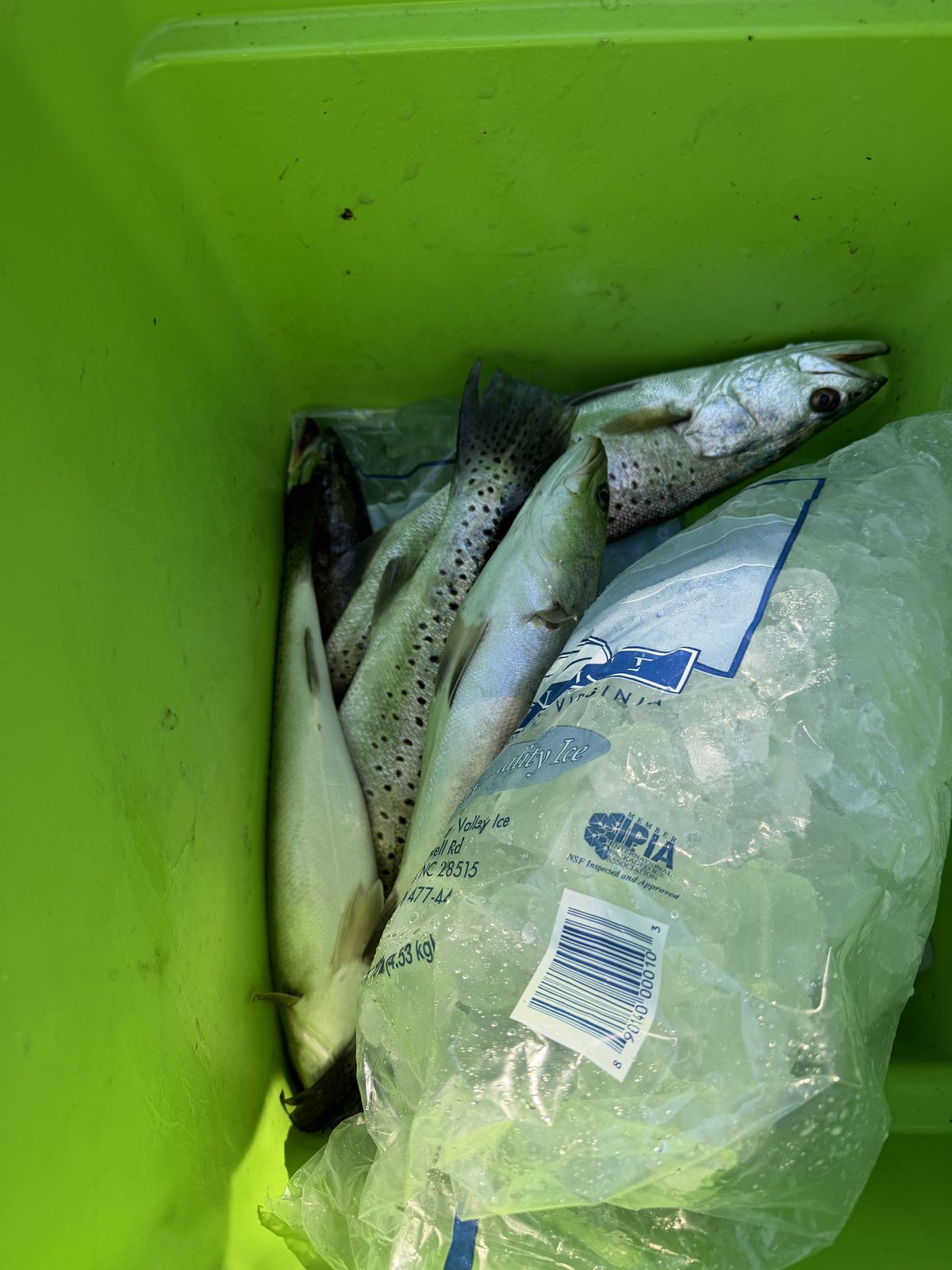 Netting a Pamlico River trout