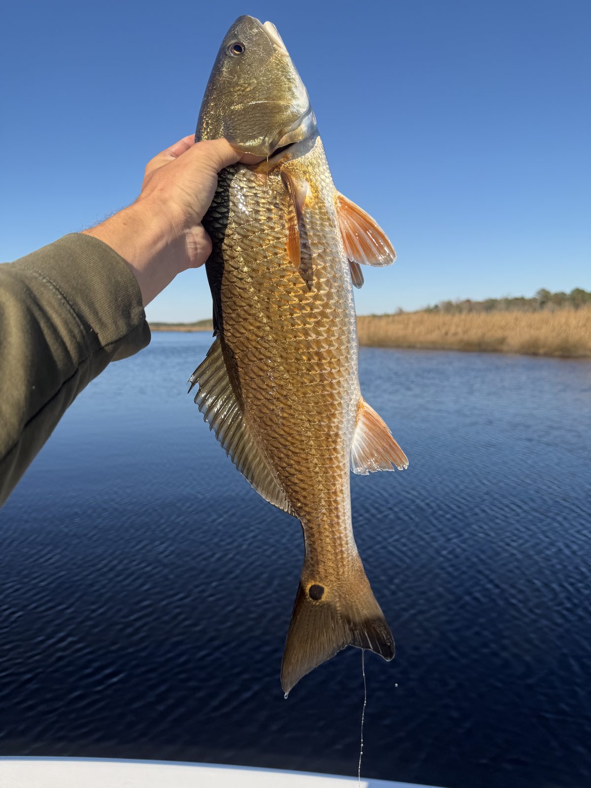 Speckled trout caught inshore on the Pamlico River
