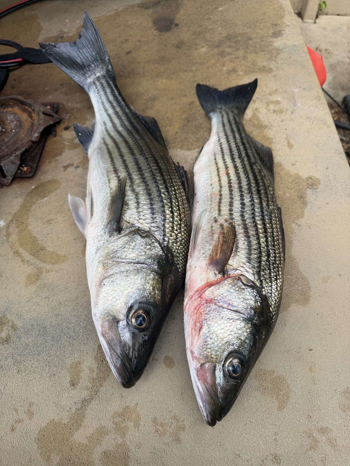 Red drum landed on a Champs Coastal charter